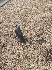 Corvus monedula