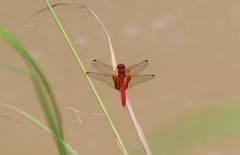 Dythemis maya