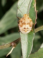 Insecta
