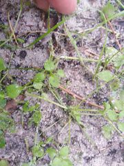 Androsace filiformis