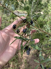 Cryptocarya angustifolia