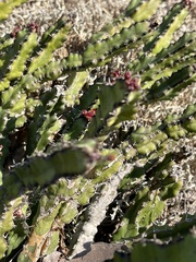 Euphorbia vandermerwei