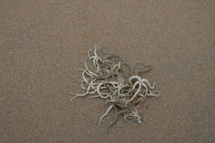 Ophiocnemis marmorata
