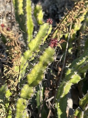 Euphorbia vandermerwei