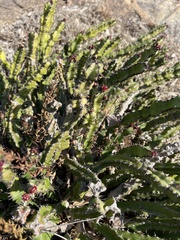 Euphorbia vandermerwei