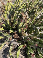 Euphorbia vandermerwei