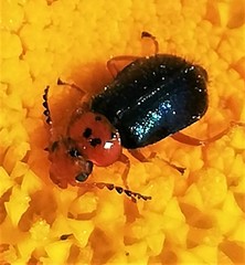 Ascolhedybius hirtus