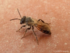 Andrena florea