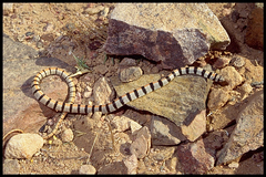Sinai Racer photo 2