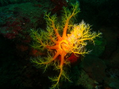 Pseudocolochirus violaceus