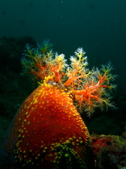 Pseudocolochirus violaceus