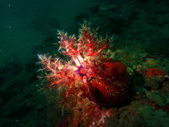 Pseudocolochirus violaceus