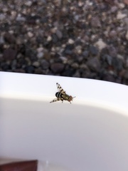 Ceroxys