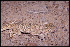 Trapelus flavimaculatus