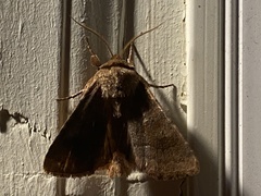 Noctuinae