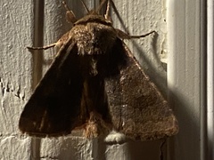 Noctuinae