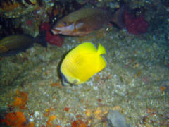 Chirodactylus brachydactylus