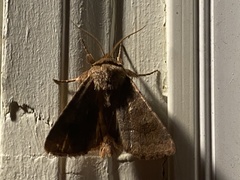 Noctuinae