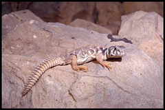 Uromastyx