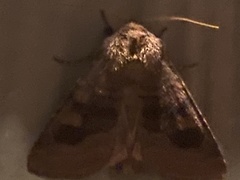Noctuinae