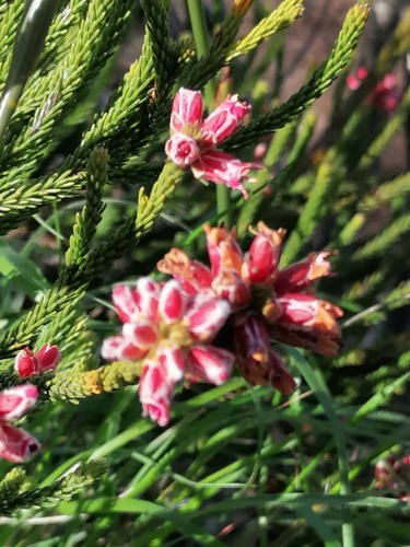 Image of Audouinia capitata by no rights reserved