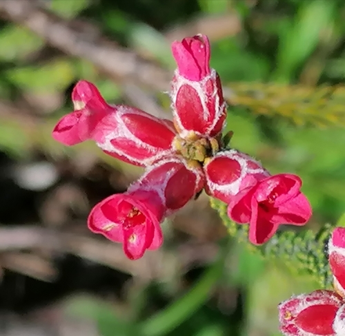 Image of Audouinia capitata by no rights reserved
