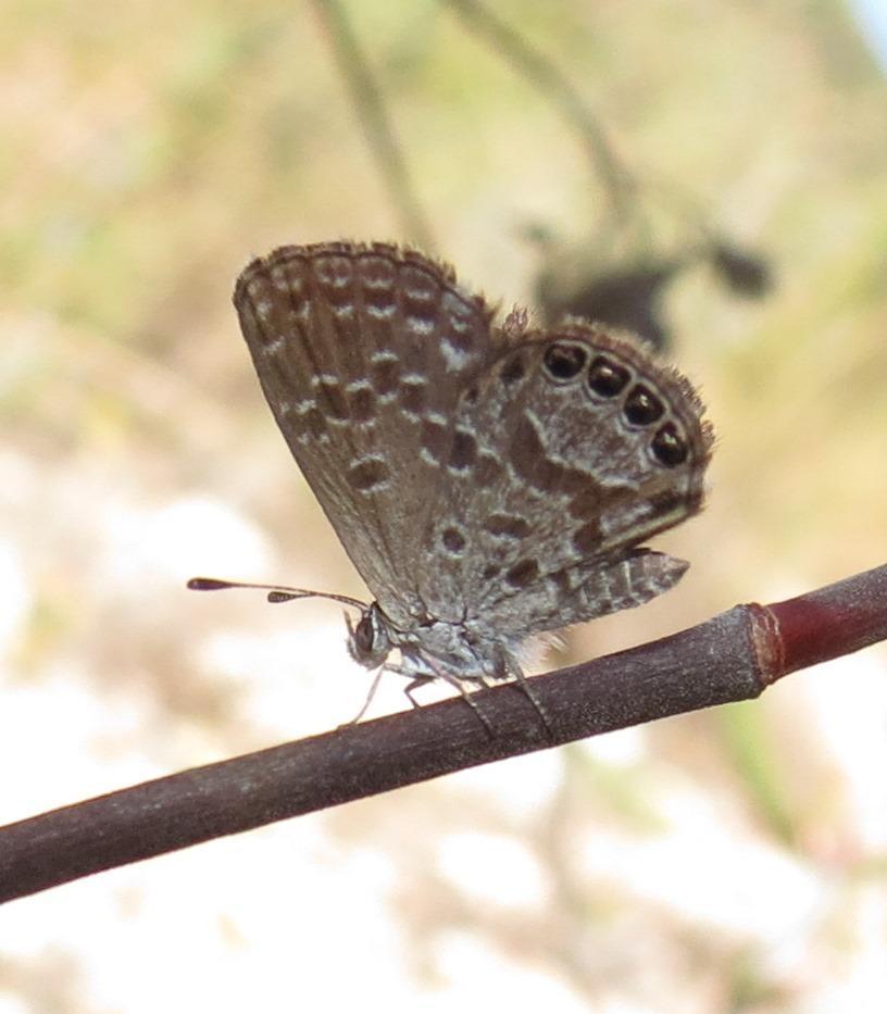 Dwarf Blue