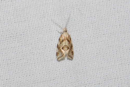 Six-toothed Aethes photo 3