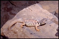 Uromastyx
