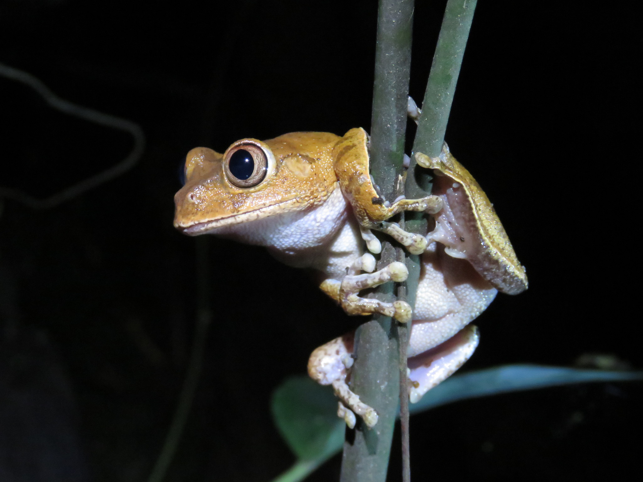 Leptopelis aubryi (Duméril, 1856)