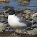 Sabine's Gull - Photo (c) Jenny Sweatt, some rights reserved (CC BY-NC), uploaded by Jenny Sweatt