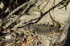 Liolaemus sarmientoi