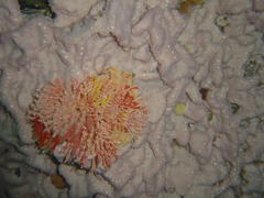 Melithaea rubra