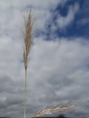 Aristida congesta congesta