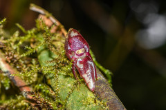 Pleurothallis ripleyi