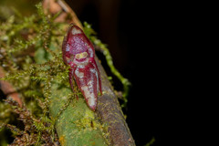 Pleurothallis ripleyi