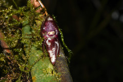 Pleurothallis ripleyi