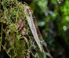Pleurothallis ripleyi