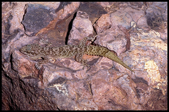 Hemidactylus jumailiae