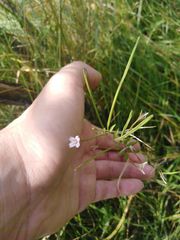 Epilobium adenocaulon