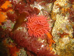 Pseudactinia flagellifera
