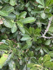 Allophylus natalensis