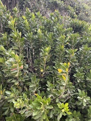 Allophylus natalensis