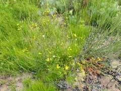 Senecio burchellii