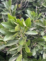 Allophylus natalensis