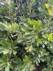 Allophylus natalensis