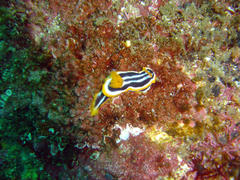 Chromodoris africana