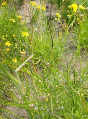 Senecio burchellii