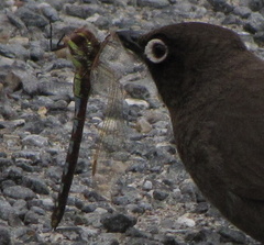 Zosteraeschna minuscula