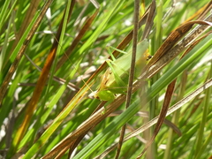Orchelimum gladiator